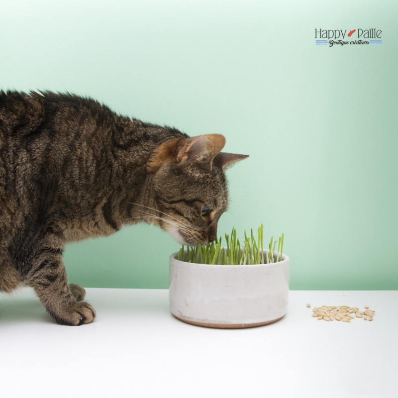 Kit De Graines D'herbes Pour Chat - 4 Variétés (herbe à Chat, Valériane, Sauge Sclarée, Grain) - Plantes Naturelles Pour Jouer Et Se Détendre
